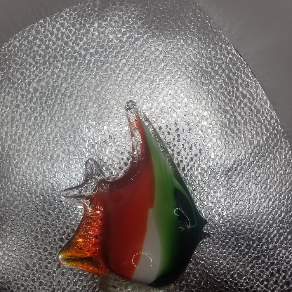 Glass fish - Picture 9 of 16